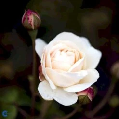 'Lichfield Angel'™ Rosa X 'Lichfield Angel'™ (Engelsk Rose) A-Kvalitet,- Barrods Roser Min. 3 Grene 13 'Lichfield Angel'™ Rosa X 'Lichfield Angel'™ (Engelsk Rose) A-Kvalitet,- Barrods Roser Min. 3 Grene -Sirius Butik fi4596 rosa lichfield angel ausrelate 9ea0