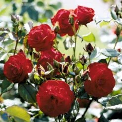 'Lichterloh'® Rosa X 'Lichterloh'® (Buketrose) A-Kvalitet,- Barrods Roser Min. 3 Grene -Sirius Butik fi4597 rosa lichterloh cc89