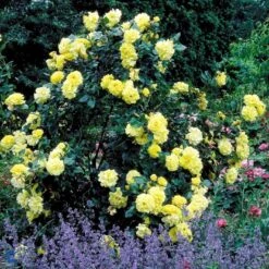 'Lichtkönigin Lucia'® Rosa X 'Lichtkönigin Lucia'® (Buketrose) A-Kvalitet,- Barrods Roser Min. 3 Grene 21 'Lichtkönigin Lucia'® Rosa X 'Lichtkönigin Lucia'® (Buketrose) A-Kvalitet,- Barrods Roser Min. 3 Grene -Sirius Butik fi4598 rosa lichtkoenigin lucia 098d