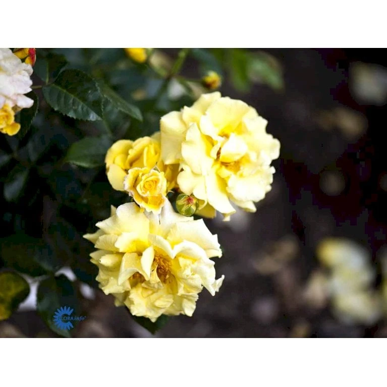 'Lichtkönigin Lucia'® Rosa X 'Lichtkönigin Lucia'® (Buketrose) A-Kvalitet,- Barrods Roser Min. 3 Grene 8 'Lichtkönigin Lucia'® Rosa X 'Lichtkönigin Lucia'® (Buketrose) A-Kvalitet,- Barrods Roser Min. 3 Grene - Billede 8