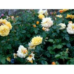 'Lichtkönigin Lucia'® Rosa X 'Lichtkönigin Lucia'® (Buketrose) A-Kvalitet,- Barrods Roser Min. 3 Grene 19 'Lichtkönigin Lucia'® Rosa X 'Lichtkönigin Lucia'® (Buketrose) A-Kvalitet,- Barrods Roser Min. 3 Grene -Sirius Butik fi4598 rosa lichtkoenigin lucia 66f8