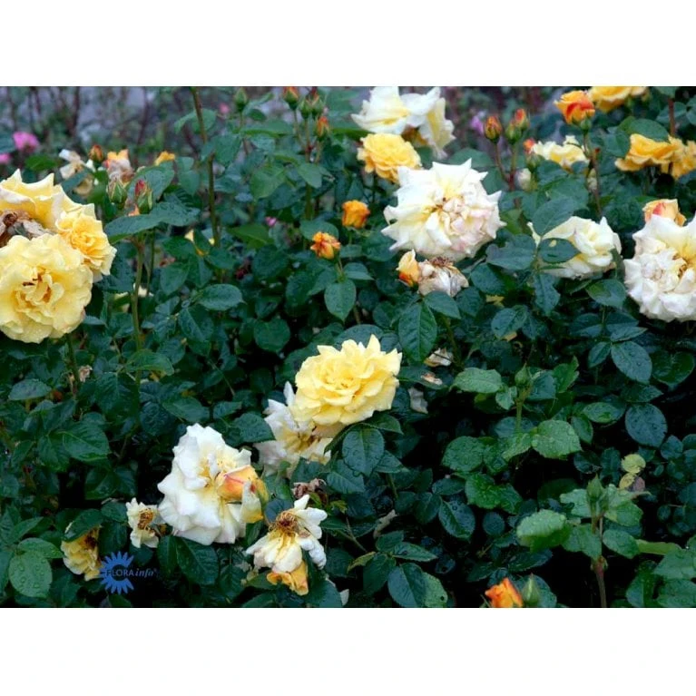 'Lichtkönigin Lucia'® Rosa X 'Lichtkönigin Lucia'® (Buketrose) A-Kvalitet,- Barrods Roser Min. 3 Grene 9 'Lichtkönigin Lucia'® Rosa X 'Lichtkönigin Lucia'® (Buketrose) A-Kvalitet,- Barrods Roser Min. 3 Grene - Billede 9