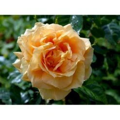 'Lichtkönigin Lucia'® Rosa X 'Lichtkönigin Lucia'® (Buketrose) A-Kvalitet,- Barrods Roser Min. 3 Grene 20 'Lichtkönigin Lucia'® Rosa X 'Lichtkönigin Lucia'® (Buketrose) A-Kvalitet,- Barrods Roser Min. 3 Grene -Sirius Butik fi4598 rosa lichtkoenigin lucia 9b5c