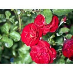 'Lilli Marleen'® Rosa X 'Lilli Marleen'® (Buketrose) A-Kvalitet,- Barrods Roser Min. 3 Grene -Sirius Butik fi4604 rosa lilli marleen d9df