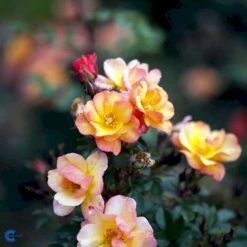 'Linnaeus'™ Rosa X 'Linnaeus'™ (Bunddækkerose) A-Kvalitet,- Barrods Roser Min. 3 Grene -Sirius Butik fi4608 rosa linnaeus tm poulcot010 n 0f08