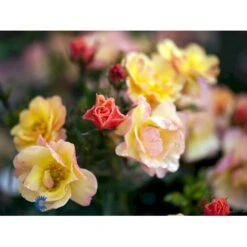 'Linnaeus'™ Rosa X 'Linnaeus'™ (Bunddækkerose) A-Kvalitet,- Barrods Roser Min. 3 Grene -Sirius Butik fi4608 rosa linnaeus tm poulcot010 n 4a82