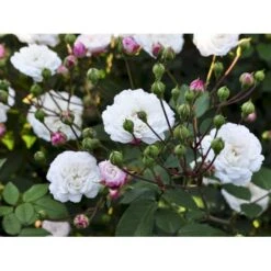 'Little White Pet' Rosa X Sempervirens 'Little White Pet' A-Kvalitet,- Barrods Roser Min. 3 Grene -Sirius Butik fi4609 rosa little white pet 1950