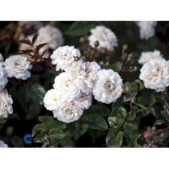 'Little White Pet' Rosa X Sempervirens 'Little White Pet' A-Kvalitet,- Barrods Roser Min. 3 Grene -Sirius Butik fi4609 rosa little white pet bfbf