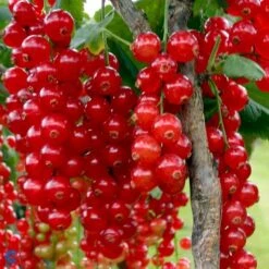 Ribs 'Rolan' Ribes Rubrum 'Rolan' 3,5 Liter Potte -Sirius Butik fi460 ribes rubrum rolan eb59