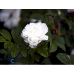 Rynket Rose 'Louise Bugnet' Rosa Rugosa 'Louise Bugnet' A-Kvalitet,- Barrods Roser Min. 3 Grene 9 Rynket Rose 'Louise Bugnet' Rosa Rugosa 'Louise Bugnet' A-Kvalitet,- Barrods Roser Min. 3 Grene -Sirius Butik fi4617 rosa louise bugnet 389a