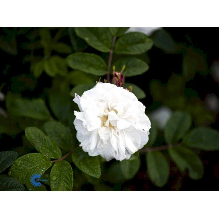 Rynket Rose 'Louise Bugnet' Rosa Rugosa 'Louise Bugnet' A-Kvalitet,- Barrods Roser Min. 3 Grene 4 Rynket Rose 'Louise Bugnet' Rosa Rugosa 'Louise Bugnet' A-Kvalitet,- Barrods Roser Min. 3 Grene - Billede 4