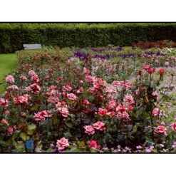 'Louisiana'® Rosa X 'Louisiana'® (Storblomstrende) A-Kvalitet,- Barrods Roser Min. 3 Grene -Sirius Butik fi4620 rosa louisiana 619f