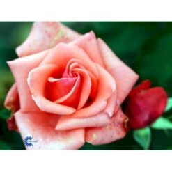 'Louisiana'® Rosa X 'Louisiana'® (Storblomstrende) A-Kvalitet,- Barrods Roser Min. 3 Grene -Sirius Butik fi4620 rosa louisiana 9d75