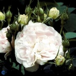 'Maidens Blush' Rosa Alba 'Maidens Blush' (Albarose) A-Kvalitet,- Barrods Roser Min. 3 Grene 9 'Maidens Blush' Rosa Alba 'Maidens Blush' (Albarose) A-Kvalitet,- Barrods Roser Min. 3 Grene -Sirius Butik fi4641 rosa maiden s blush 06f2