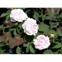 'Maidens Blush' Rosa Alba 'Maidens Blush' (Albarose) A-Kvalitet,- Barrods Roser Min. 3 Grene 8 'Maidens Blush' Rosa Alba 'Maidens Blush' (Albarose) A-Kvalitet,- Barrods Roser Min. 3 Grene -Sirius Butik fi4641 rosa maiden s blush 7170