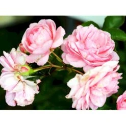 'Mamma Mia'™ Rosa X 'Mamma Mia'™ (Slyngrose) A-Kvalitet,- Barrods Roser Min. 3 Grene -Sirius Butik fi4652 rosa mamma mia tm poulcy013 n 3570