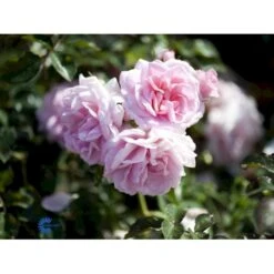 'Mamma Mia'™ Rosa X 'Mamma Mia'™ (Slyngrose) A-Kvalitet,- Barrods Roser Min. 3 Grene -Sirius Butik fi4652 rosa mamma mia tm poulcy013 n 799b