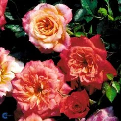 'Mandarin'® Rosa X 'Mandarin'® (Miniaturerose) A-Kvalitet,- Barrods Roser Min. 3 Grene -Sirius Butik fi4653 rosa mandarin 215b