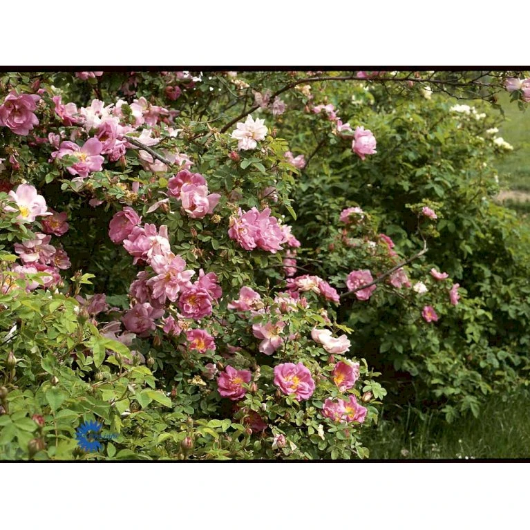 'Marguerite Hilling' Rosa Moyesii 'Marguerite Hilling' (Mandarinrose) A-Kvalitet,- Barrods Roser Min. 3 Grene 6 'Marguerite Hilling' Rosa Moyesii 'Marguerite Hilling' (Mandarinrose) A-Kvalitet,- Barrods Roser Min. 3 Grene - Billede 6