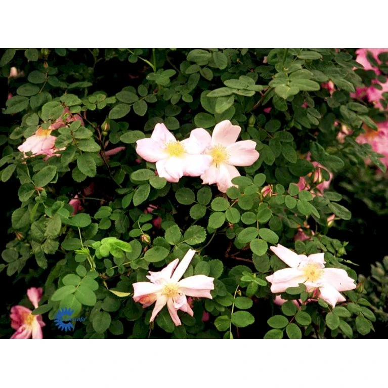 'Marguerite Hilling' Rosa Moyesii 'Marguerite Hilling' (Mandarinrose) A-Kvalitet,- Barrods Roser Min. 3 Grene 5 'Marguerite Hilling' Rosa Moyesii 'Marguerite Hilling' (Mandarinrose) A-Kvalitet,- Barrods Roser Min. 3 Grene - Billede 5