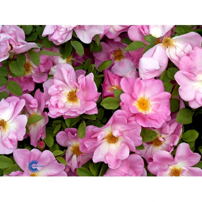 'Marguerite Hilling' Rosa Moyesii 'Marguerite Hilling' (Mandarinrose) A-Kvalitet,- Barrods Roser Min. 3 Grene 4 'Marguerite Hilling' Rosa Moyesii 'Marguerite Hilling' (Mandarinrose) A-Kvalitet,- Barrods Roser Min. 3 Grene - Billede 4