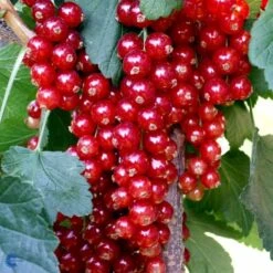 Ribs 'Rovada' Ribes Rubrum 'Rovada' Potte 2,0 Liter,- Opbundet -Sirius Butik fi465 ribes rubrum rovada fac2