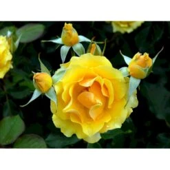 'Marselisborg'™ Rosa X 'Marselisborg'™ (Slotsrose) A-Kvalitet,- Barrods Roser Min. 3 Grene -Sirius Butik fi4669 rosa marselisborg poulreb n 0c26