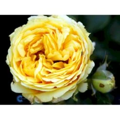 'Marselisborg'™ Rosa X 'Marselisborg'™ (Slotsrose) A-Kvalitet,- Barrods Roser Min. 3 Grene -Sirius Butik fi4669 rosa marselisborg poulreb n 6a46