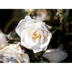 'Marvellous'™ Rosa X 'Marvellous'™ (Storblomstrende) A-Kvalitet,- Barrods Roser Min. 3 Grene -Sirius Butik fi4674 rosa marvellous poulpmt006 n 7d0a