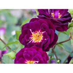 'Midnight Blue' Rosa X 'Midnight Blue' A-Kvalitet,- Barrods Roser Min. 3 Grene -Sirius Butik fi4695 rosa midnight blue 0053