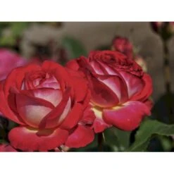 'Midsummer'® Rosa X 'Midsummer'® (Buketrose) A-Kvalitet,- Barrods Roser Min. 3 Grene -Sirius Butik fi4696 rosa midsummer ce08