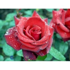 'Miss Schweiz'® Rosa X 'Miss Schweiz'® (Storblomstrende) 3,0 Liter Potte -Sirius Butik fi4706 rosa miss schweiz d684