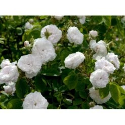 'Mme Hardy' Rosa Damascena 'Mme Hardy' (Damascenerrose) A-Kvalitet,- Barrods Roser Min. 3 Grene -Sirius Butik fi4716 rosa mme hardy 95be