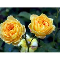 'Molineux' Rosa X 'Molineux' (Engelsk Rose) A-Kvalitet,- Barrods Roser Min. 3 Grene -Sirius Butik fi4723 rosa molineux ausmol 44af