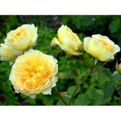 'Molineux' Rosa X 'Molineux' (Engelsk Rose) A-Kvalitet,- Barrods Roser Min. 3 Grene -Sirius Butik fi4723 rosa molineux ausmol 52da
