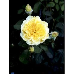 'Molineux' Rosa X 'Molineux' (Engelsk Rose) A-Kvalitet,- Barrods Roser Min. 3 Grene -Sirius Butik fi4723 rosa molineux ausmol 5557