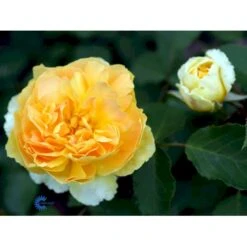 'Molineux' Rosa X 'Molineux' (Engelsk Rose) A-Kvalitet,- Barrods Roser Min. 3 Grene -Sirius Butik fi4723 rosa molineux ausmol 895f