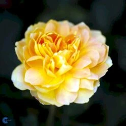 'Molineux' Rosa X 'Molineux' (Engelsk Rose) A-Kvalitet,- Barrods Roser Min. 3 Grene -Sirius Butik fi4723 rosa molineux ausmol a1be