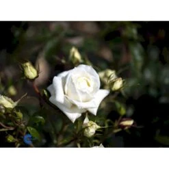 'Monsoon'™ Rosa X 'Monsoon'™ (Storblomstrende) A-Kvalitet,- Barrods Roser Min. 3 Grene -Sirius Butik fi4725 rosa monsoon pouljose n 03df