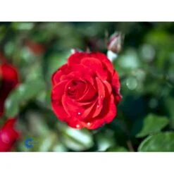 'Montana'® Rosa X 'Montana'® (Buketrose) A-Kvalitet,- Barrods Roser Min. 3 Grene -Sirius Butik fi4726 rosa montana 624e