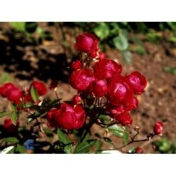 'Morsdag' Rosa X 'Morsdag' (miniaturerose) A-Kvalitet,- Barrods Roser Min. 3 Grene -Sirius Butik fi4732 rosa mors dag 6dd4