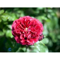 'Nadia™ Renaissance'® Rosa X 'Nadia™ Renaissance'® A-Kvalitet,- Barrods Roser Min. 3 Grene -Sirius Butik fi4749 rosa nadia poulen007 n a1ce
