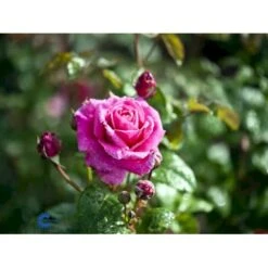 'Naomi™ Renaissance'® Rosa X 'Naomi™ Renaissance'® (Renaissancerose) A-Kvalitet,- Barrods Roser Min. 3 Grene -Sirius Butik fi4752 rosa naomi poulen022 n 824c