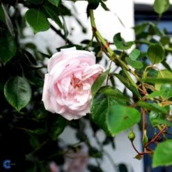 'New Dawn' Rosa X 'New Dawn' (Slyngrose) A-Kvalitet,- Barrods Roser Min. 3 Grene -Sirius Butik fi4758 rosa new dawn 3caf