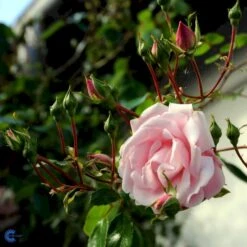 'New Dawn' Rosa X 'New Dawn' (Slyngrose) A-Kvalitet,- Barrods Roser Min. 3 Grene -Sirius Butik fi4758 rosa new dawn 489c