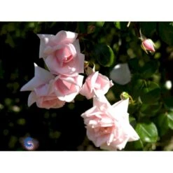 'New Dawn' Rosa X 'New Dawn' (Slyngrose) A-Kvalitet,- Barrods Roser Min. 3 Grene -Sirius Butik fi4758 rosa new dawn 6bbd