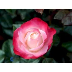 'Nostalgie'® Rosa X 'Nostalgie'® (Storblomstrende) A-Kvalitet,- Barrods Roser Min. 3 Grene -Sirius Butik fi4772 rosa nostalgie 5d37