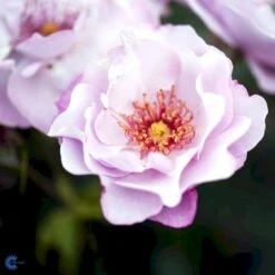 'Odyssey' Rosa X 'Odyssey' (Buketrose) A-Kvalitet,- Barrods Roser Min. 3 Grene -Sirius Butik fi4779 rosa odyssey 054b