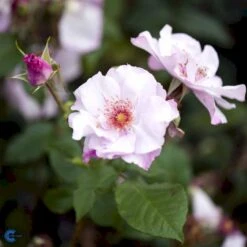 'Odyssey' Rosa X 'Odyssey' (Buketrose) A-Kvalitet,- Barrods Roser Min. 3 Grene -Sirius Butik fi4779 rosa odyssey 7f7c