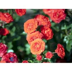 'Orange Juwel'® Rosa X 'Orange Juwel'® (Miniaturerose) A-Kvalitet,- Barrods Roser Min. 3 Grene -Sirius Butik fi4792 rosa orange juwel efd7